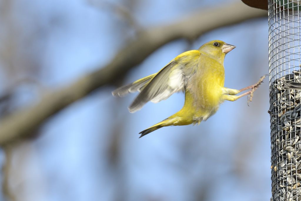 Verdone in volo...